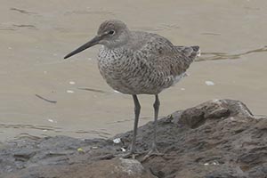 Willet (Western) - 4/26/25, Williamsport Dam &copy; Bobby Brown