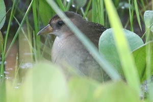 Sora - 7/5/25, Cresent Hill Rd. &copy; Bobby Brown