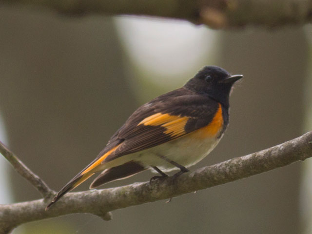 American Redstart - 5/24/2014, Glacier Pools Preserve &copy; David Brown