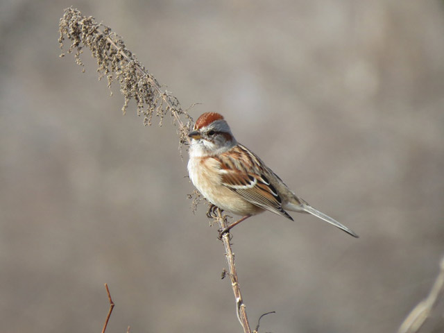 American Tree Sparrow - 11/27/2015, Mill St. &copy; Bobby Brown