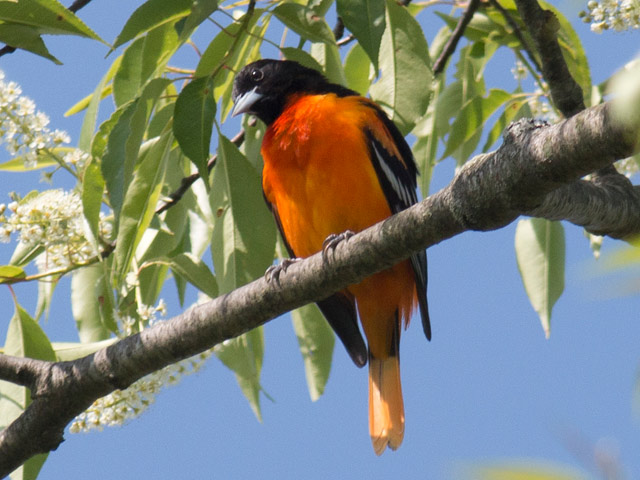 Baltimore Oriole - 5/26/2016, Lime Bluff Recreation Area &copy; David Brown