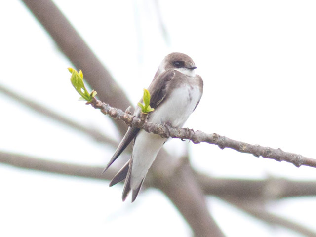 Bank Swallow - 5/6/2015, Rose Valley Lake &copy; David Brown