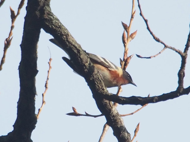 Bay-breasted Warbler - 5/13/2016, Canfield Island &copy; Bobby Brown
