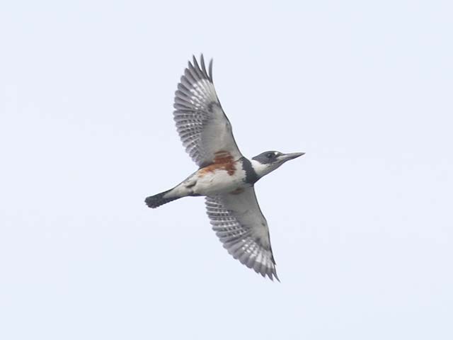 Belted Kingfisher - 4/13/2018, Rose Valley Lake &copy; Bobby Brown