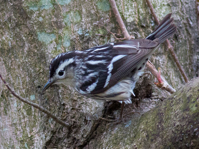 Black-and-white Warbler - 5/4/2014, Canfield Island &copy; David Brown