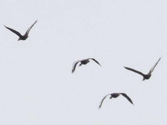 Black-bellied Whistling-Ducks - 5/4/2025, Robert Porter Allen Natural Area &copy; Bobby Brown