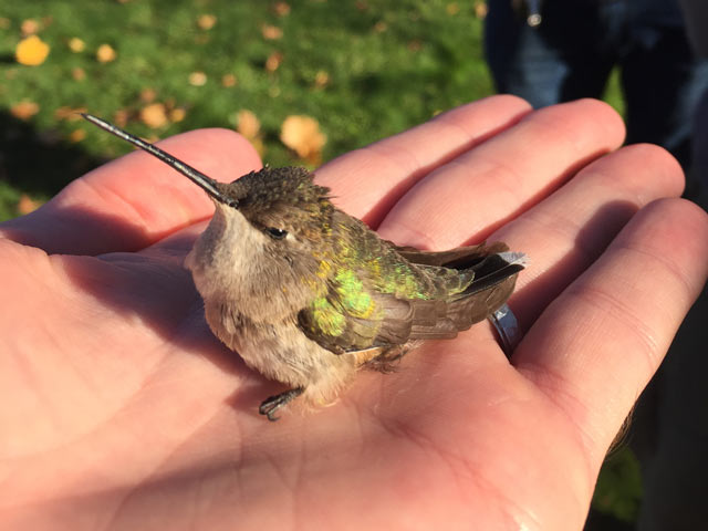 LycoBirds team member Bobby Brown releases the first Lycoming County record Black-chinned Hummingbird after her banding on 11/12/2016 &copy; Bobby Brown