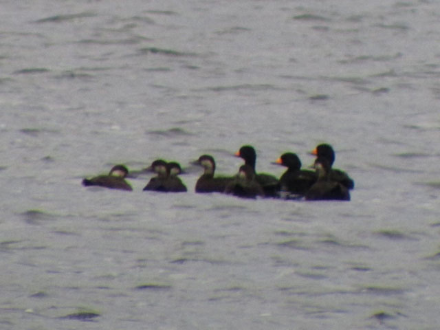 9 Black Scoters - 11/1/2014, Rose Valley Lake &copy; Steve Pinkerton