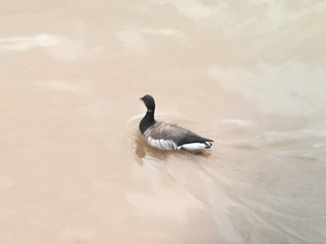 Brant - 10/1/2015, Williamsport Dam &copy; Bobby Brown