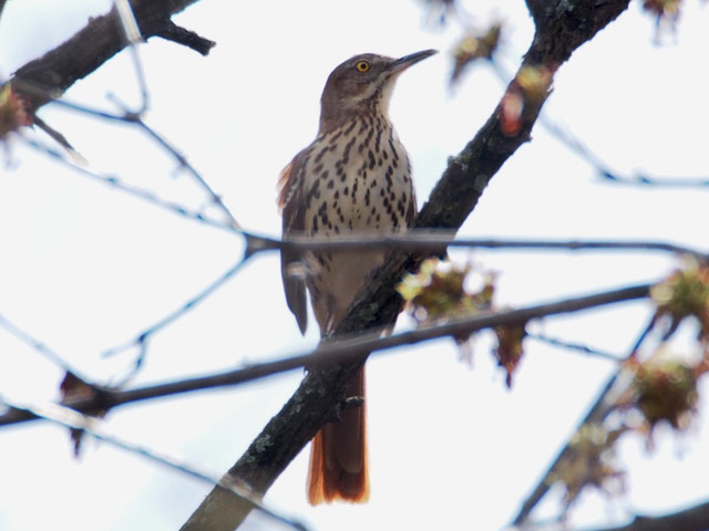 Brown Thrasher - 3/31/2016, South Williamsport Park &copy; Bobby Brown