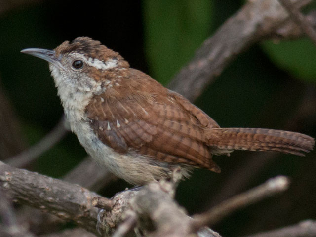 Carolina Wren - 8/18/2016, Route 15 Overlook &copy; David Brown