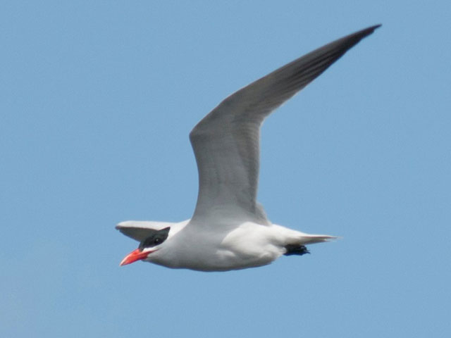 Caspian Tern - 4/9/2014, Rose Valley Lake &copy; David Brown
