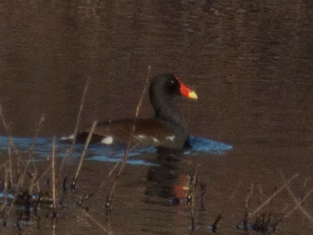 Common Gallinule - 4/29/2015, SGL 252 &copy; David Brown