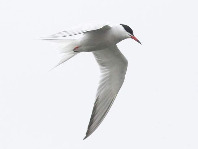 Common Tern - 4/19/2018, Rose Valley Lake &copy; Bobby Brown