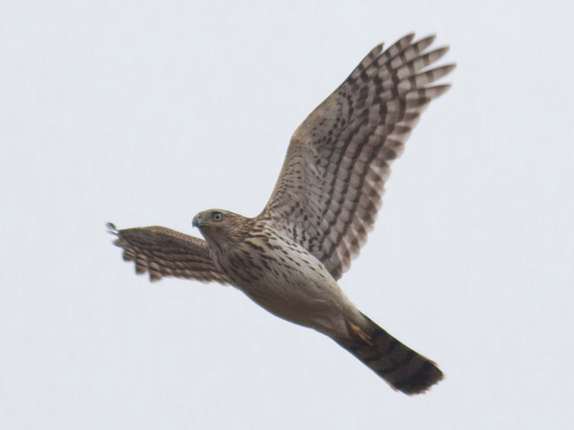 Cooper's Hawk - 12/30/2015, SGL 133 © David Brown