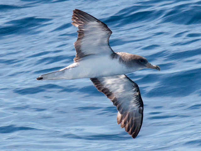 Cory's Shearwater - 9/18/2016, Atlantic Ocean (NJ waters) &copy; David Brown