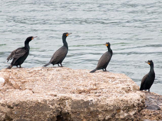 Double-crested Cormorant - 3/30/2015, Williamsport Dam &copy; David Brown
