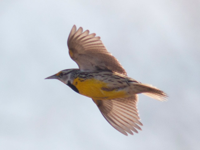 Eastern Meadowlark - 3/12/2016, Mill St. &copy; David Brown