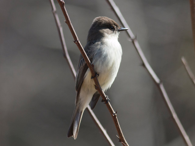 Eastern Phoebe - 4/12/2016, Trout Run Park &copy; David Brown