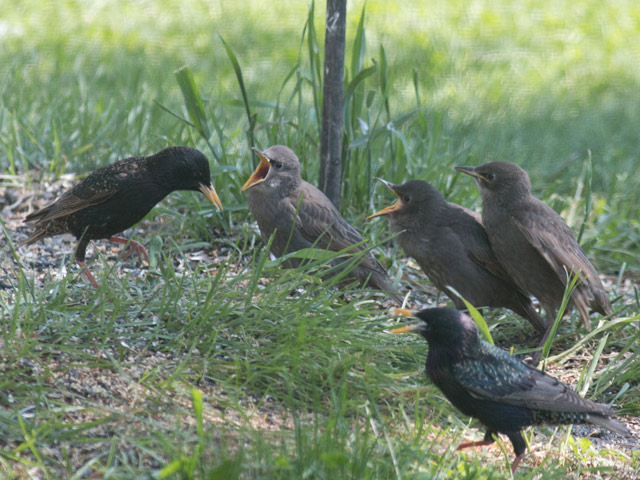 European Starlings - 5/25/2016, Montoursville &copy; David Brown