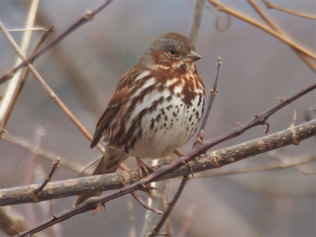 Fox Sparrow - 2/27/2017, South Williamsport Community Park &copy; Bobby Brown