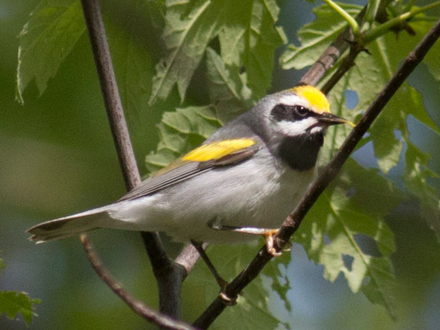 Golden-winged Warbler - 5/9/2016, Canfield Island &copy; David Brown