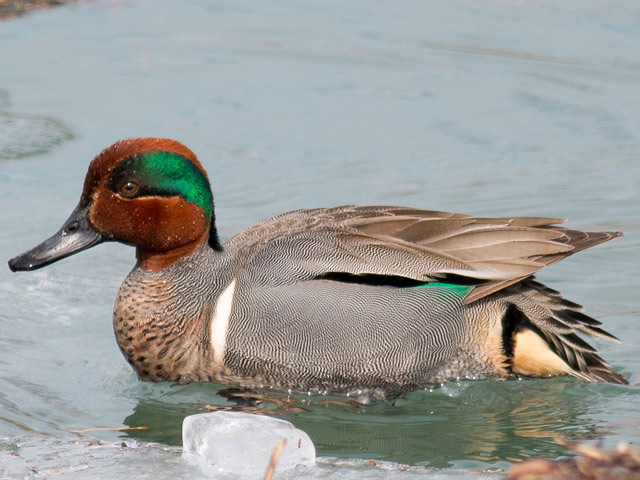 Green-winged Teal - Species | LycoBirds