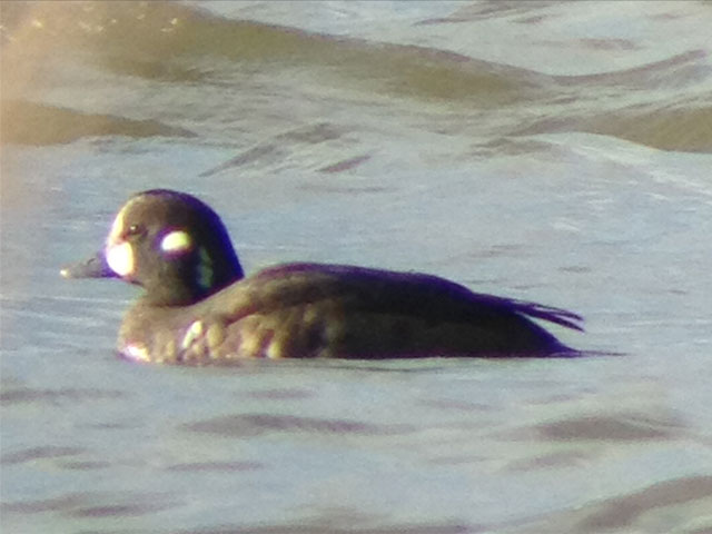 Harlequin Duck - 12/20/2011, Williamsport Dam &copy; Nate Fronk