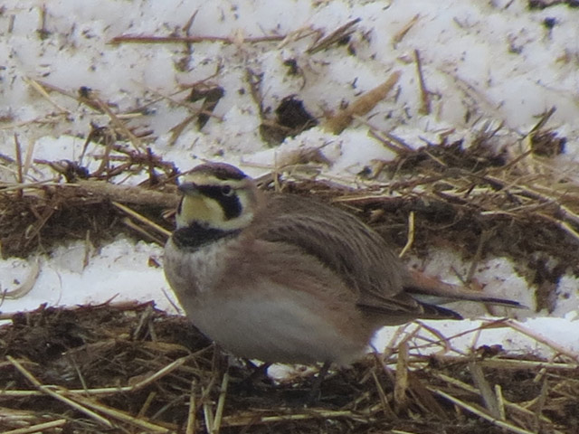 Horned Lark - 2/8/2015, Cogan House Twp &copy; Bobby Brown