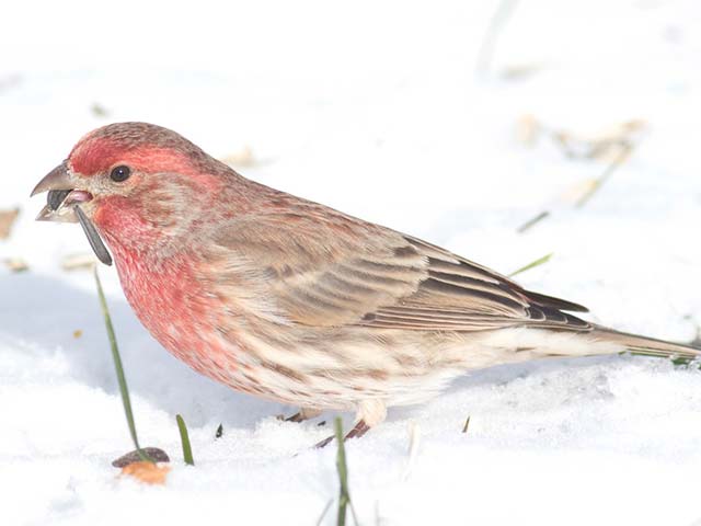 House Finch - 12/15/2016, Montoursville &copy; David Brown