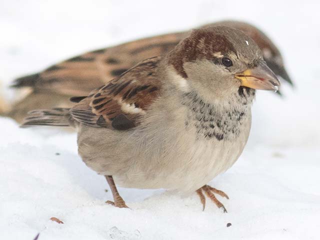 House Sparrow - 12/15/2016, Montoursville &copy; David Brown