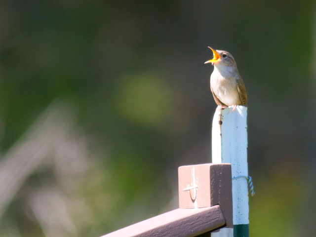 Northern House Wren - 5/25/2014, Glacier Pools Preserve &copy; David Brown