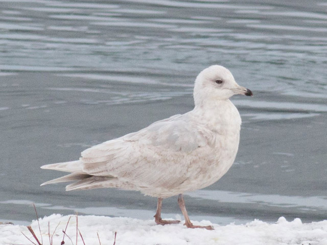 Iceland Gull - 3/31/2015, Williamsport Dam &copy; David Brown