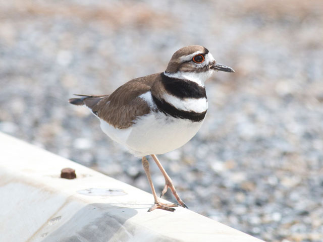 Killdeer - 3/28/2016, Williamsport Dam &copy; David Brown