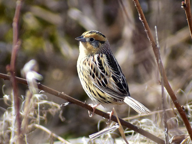 LeConte's Sparrow - 4/21/2018, Rose Valley Lake &copy; Norwood Frederick