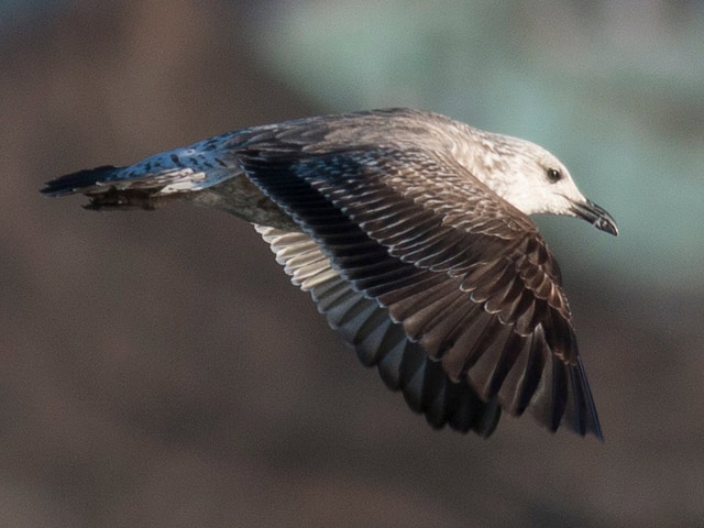 Lesser Black-backed Gull - 4/1/2015, Williamsport Dam &copy; David Brown