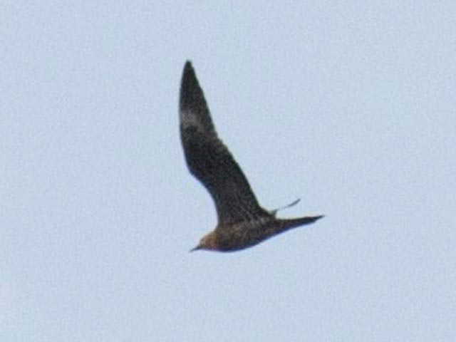 Long-tailed Jaeger - 8/26/2017, Williamsport Dam