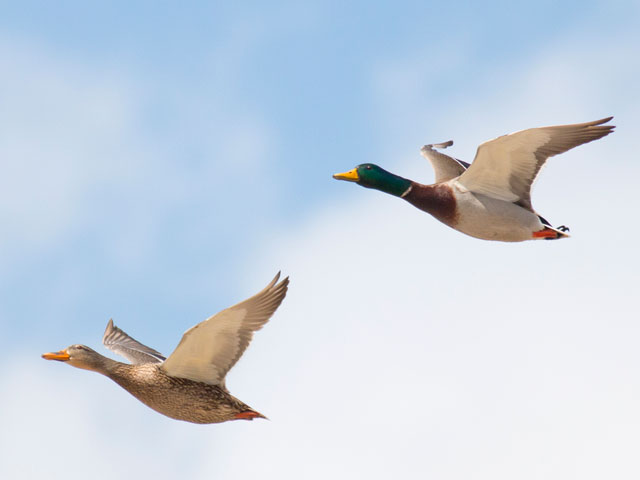 Mallards - 3/15/2014, Williamsport Dam &copy; David Brown