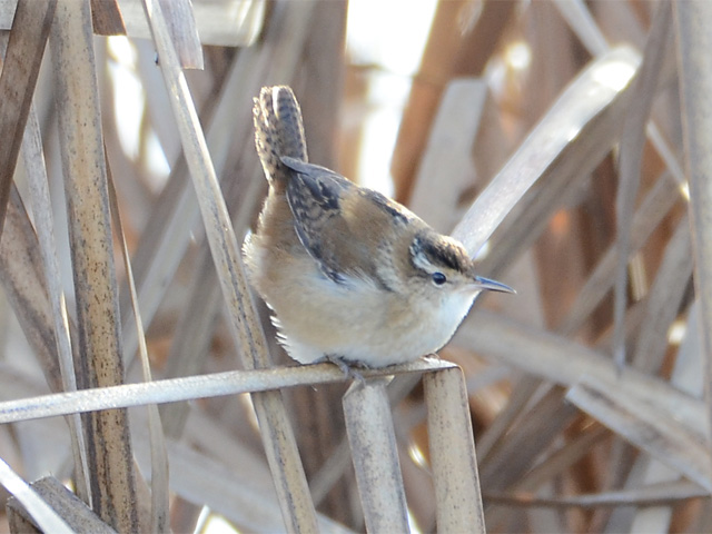 Marsh Wren - 10/29/2016, Rose Valley Lake &copy; Steve Pinkerton