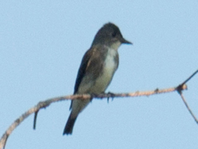 Olive-sided Flycatcher - 8/28/2016, SGL 252 &copy; David Brown