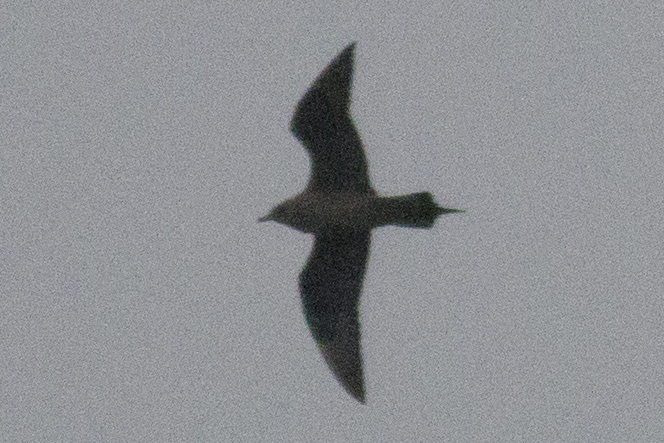 Parasitic Jaeger - 5/1/2016, Rose Valley Lake