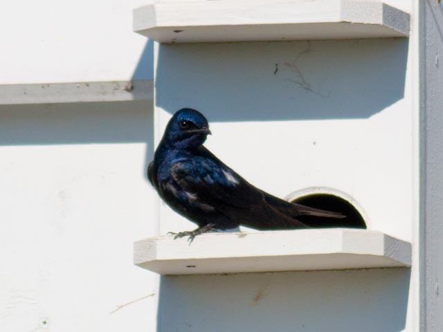 Purple Martin - 4/20/2014, County Farm Conservation Trail &copy; David Brown