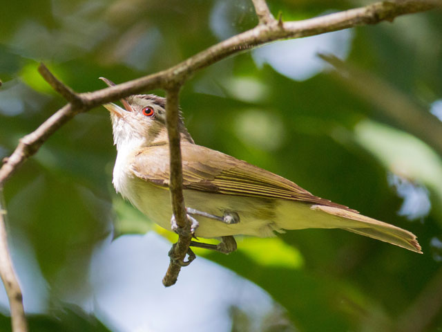 Red-eyed Vireo - 7/27/2016, Jacoby Falls Trail &copy; David Brown