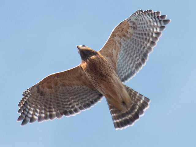 Red-shouldered Hawk - 11/2/2015, Route 15 Overlook &copy; David Brown