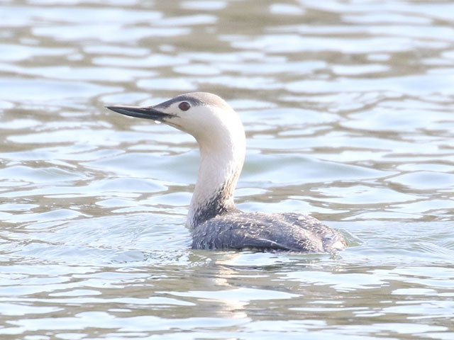 Red-throated Loon - 5/1/2018, Canfield Island &copy; Bobby Brown