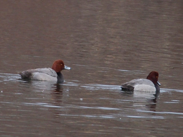 Redhead - 3/5/2016, Indian Park &copy; Bobby Brown