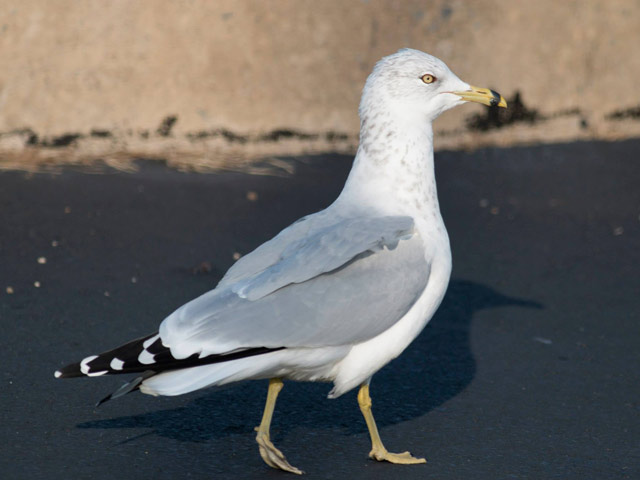Ring-billed Gull - 11/19/2014, Montoursville &copy; David Brown