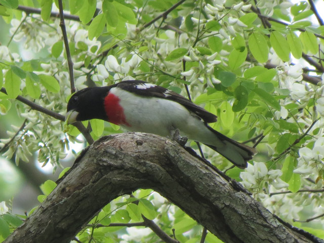 Rose-breasted Grosbeak - 5/20/2015, Canfield Island Trail &copy; Bobby Brown