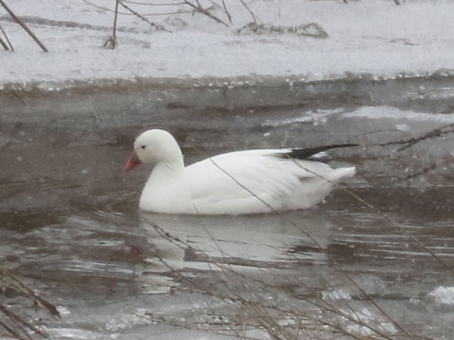 Ross's Goose - 2/20/2025, Williamsport Dam &copy; Bobby Brown