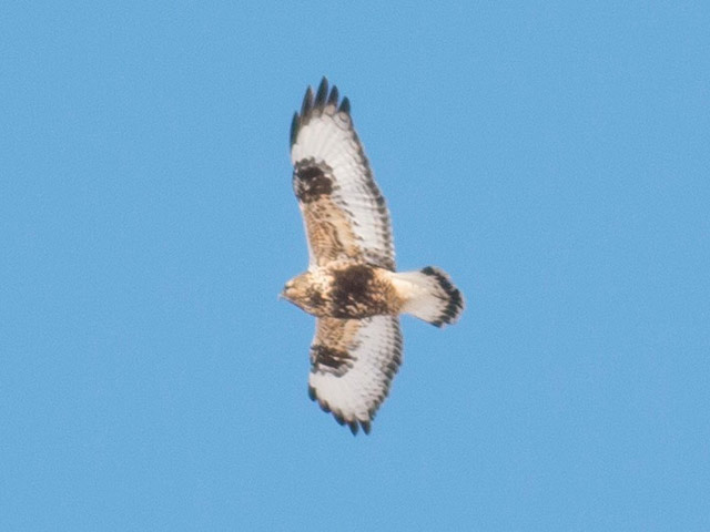 Rough-legged Hawk - 1/10/2015, Mill Hill Rd. &copy; David Brown
